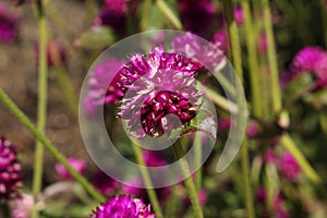 Purple `Globe Amaranth` flower - Gomphrena Globosa