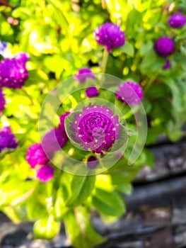 Purple Globe Amaranth (Gomphrena Globosa) Flower
