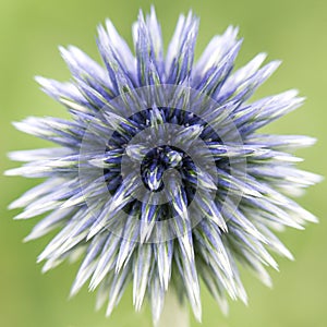 Purple Globe Thistle II