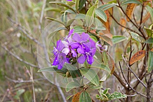 Purple glory flower, Tibouchina granulosa, Serra da Canastra, Brazil