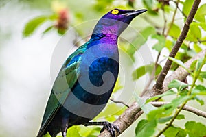 Purple glossy Starling