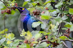 Purple glossy Starling