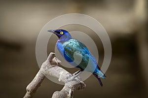 Purple glossy starling