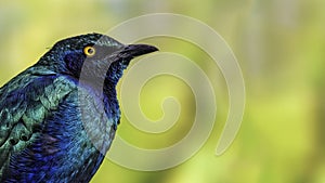 Purple glossy starling (Lamprotornis purpureus)