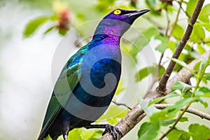 Purple glossy Starling photo