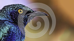 Purple glossy starling (Lamprotornis purpureus)