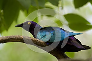 Purple Glossy Starling