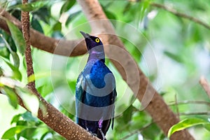 purple glossy starling sitting in a green tree