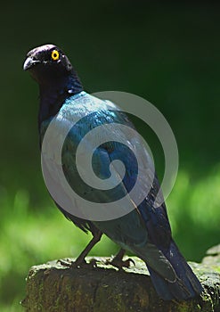 Purple Glossy Starling