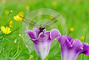 Purple gloxinia blooms beautifully and the dragonfly liked