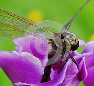 Purple gloxinia blooms beautifully and the dragonfly liked