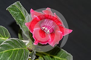 Purple gloxinia flower, family Gesneriaceae, close up photo