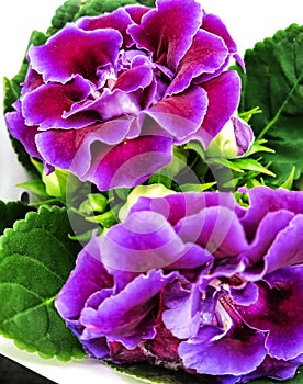 Purple Gloxinia Sonata Sinningia speciosa