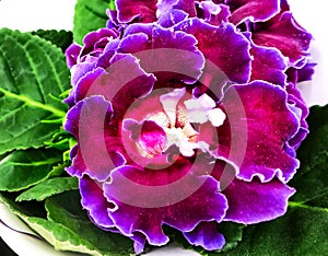 Purple Gloxinia Sonata Sinningia speciosa