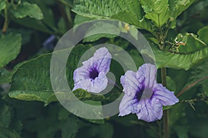 Purple golden flower or Ruellia tuberosa L  with green leaves in the garden.