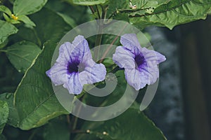 Purple golden flower or Ruellia tuberosa L  with green leaves in the garden.