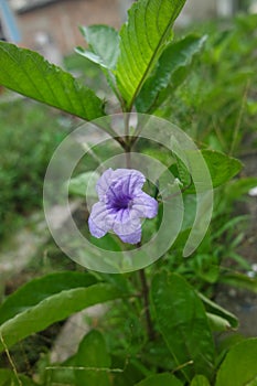 Purple golden flower or Ruellia tuberosa L with green leaves in the garden. pletekan, Kencana Ungu, Mexican petunia, Mexican