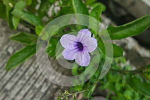 Purple golden flower or Ruellia tuberosa L with green leaves in the garden. pletekan, Kencana Ungu, Mexican petunia, Mexican