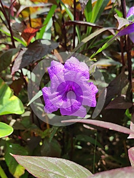 purple golden plant (Ruellia) with bright and beautiful purple flowers