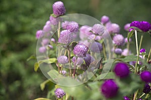 Purple Gomphrena flowers