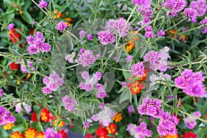 Purple Gomphrena flowers mixed with Red Citrus Lantana Blossoms in a Garden