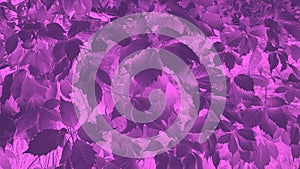 Purple gradient background from wild grape leaves