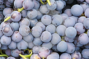 Purple grape