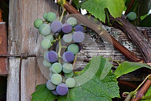 Purple and Green Grape Cluster 06