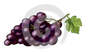 Purple grape with green leaf.