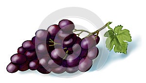 Purple grape with green leaf.