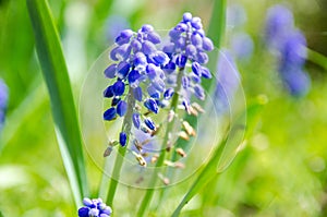 Purple grape hyacinth