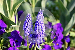 Purple Grape hyacinth close-up, Muscari neglectum, in background garden pansies