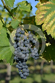 Purple grape racemation on vineyard