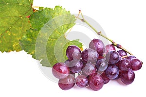Purple grapes
