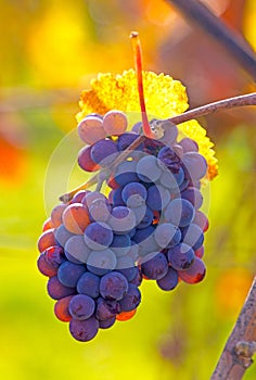 Purple grapes