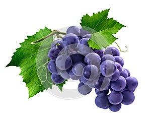 Purple grapes bunch on white background