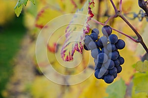 Purple grapes and colorful wine leafs