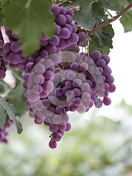 Púrpura uvas colgante sobre el un grano de vino un árbol 