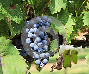 Purple Grapes Ready to Harvest Hanging on a Grapevine