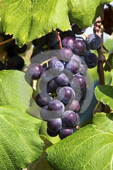 Purple Grapes on the Vine