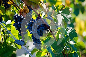 Purple grapes on a vine