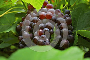 Purple grapes on the vine