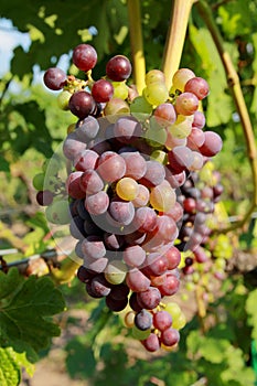 Purple grapes in vine