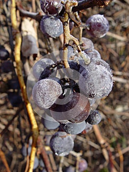 Purple grapes on vines in fall