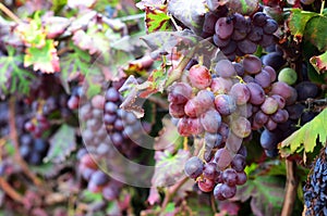 Purple grapes in vineyard