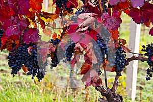 Purple grapes in wine yard, autumn