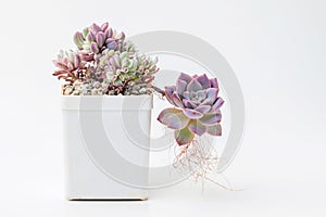 Purple graptoveria Debbie with aerial roots and pachyveria Scheideckeri variegated succulent flower rosette in plastic pot on