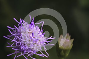 Purple grass flower blossoming in nature on high magnification