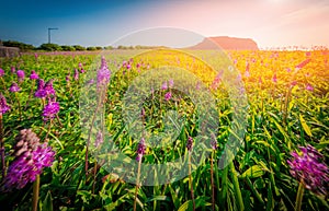 Purple grass flower at Ilchulbong mountain,Jeju island,South Korea