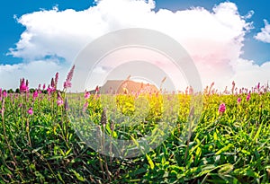 Purple grass flower at Ilchulbong mountain,Jeju island,South Korea